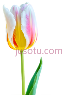 郁金香花瓣PNG