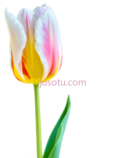 郁金香花瓣, PNG