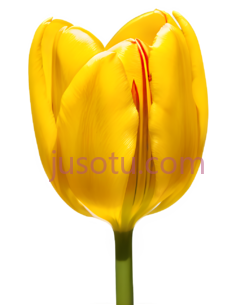 黄色郁金香,花瓣PNG