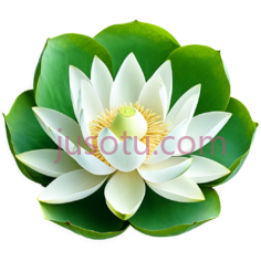 绿色,荷花, PNG