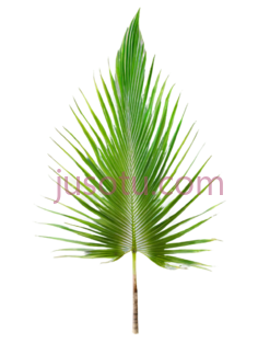 椰树叶子,植物PNG