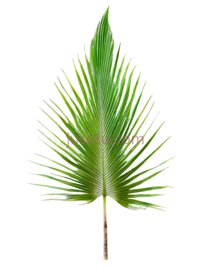椰树叶子,植物, PNG