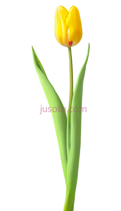 抽象郁金香,壁纸,深色调, PNG