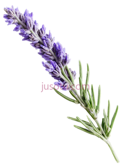 薰衣草,枝条, PNG