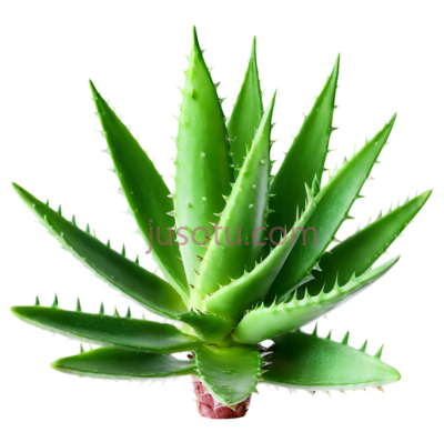 芦荟, PNG