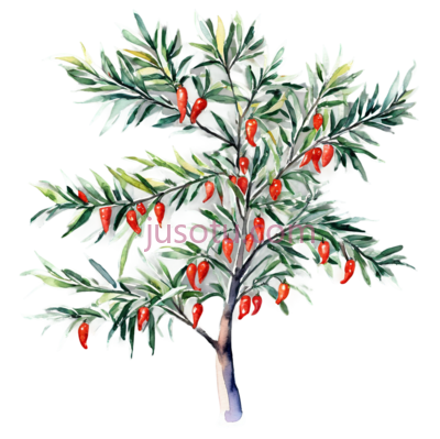 辣椒树,插画,绿色,红色, PNG