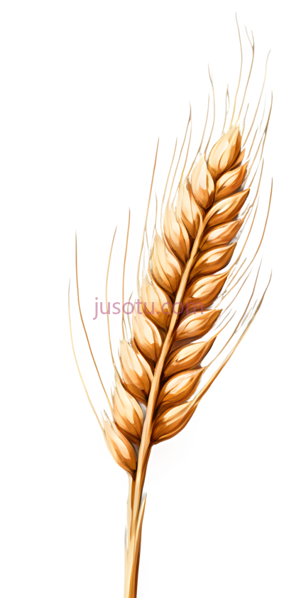 麦穗,插画,金黄色, PNG