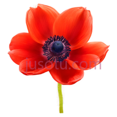 红海葵花PNG