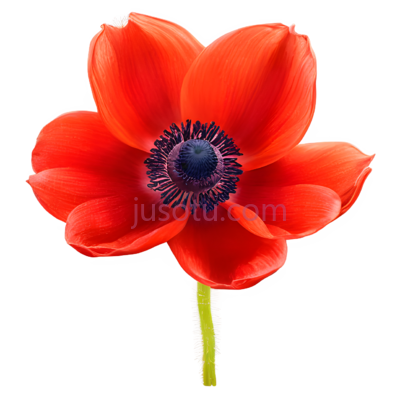 红海葵花, PNG