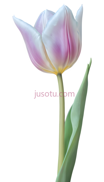 梦幻,郁金香,奇幻,俏皮, PNG