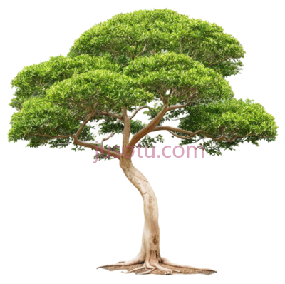 树,盆景,绿色, PNG