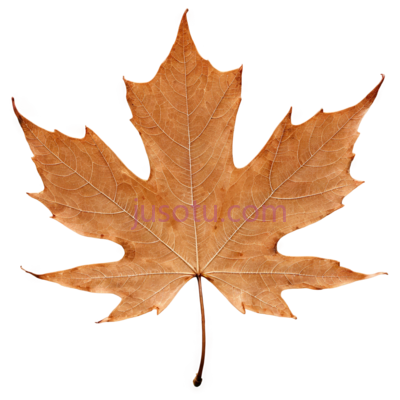褐色,枫叶, PNG