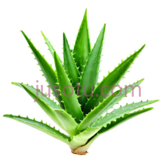 芦荟植物PNG