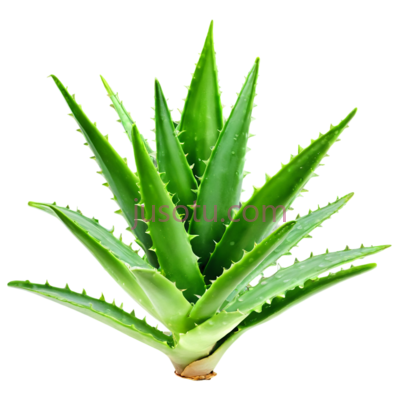 芦荟植物, PNG