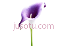 紫色马蹄莲,花 PNG