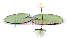 蜜蜂,荷叶PNG