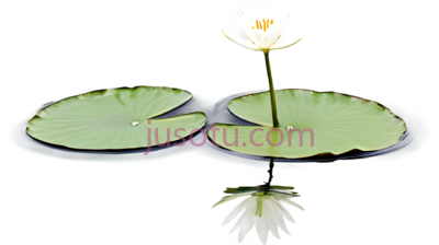 蜜蜂,荷叶, PNG