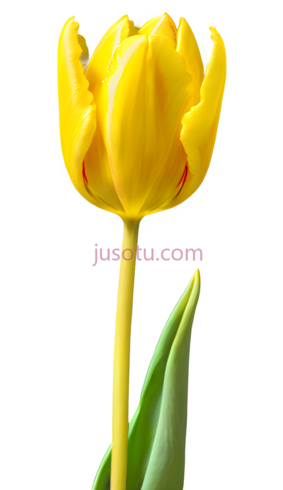 黄色郁金香,花瓣, PNG