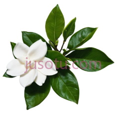 花园,菊花PNG