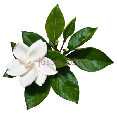 花园,菊花, PNG