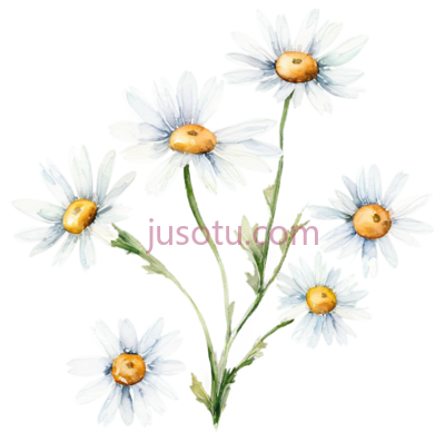 雏菊,插画,白色花瓣, 黄色花心, PNG