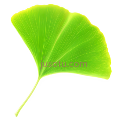 银杏叶, PNG