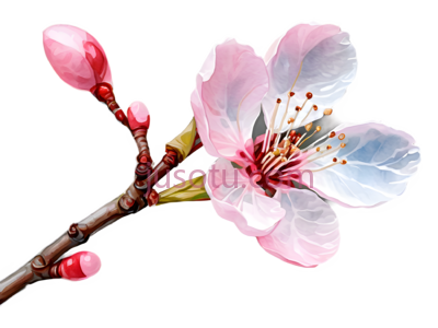桃花,自然,粉色, PNG