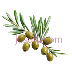 橄榄枝,绿色PNG