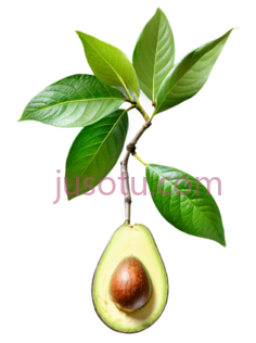 牛油果,绿色,棕色PNG