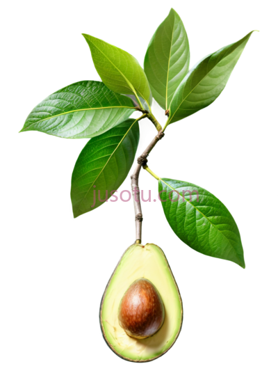 牛油果,绿色,棕色, PNG