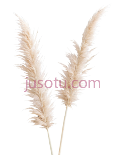 米色,蒲苇PNG
