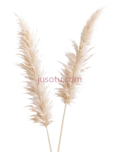 米色,蒲苇, PNG