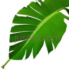 芭蕉叶,自然,绿色PNG