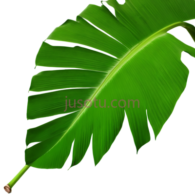 芭蕉叶,自然,绿色, PNG