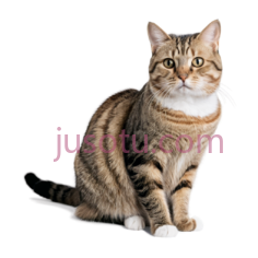 猫,站立,棕色,黑色,白色PNG