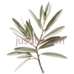 橄榄枝, PNG