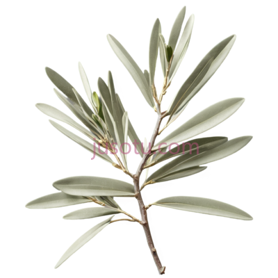 橄榄枝, PNG