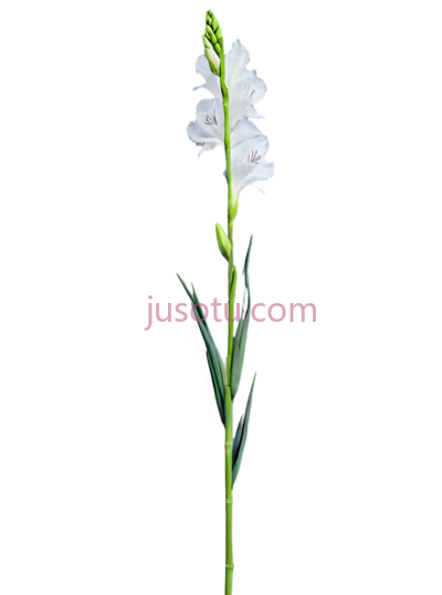 鸢尾花茎, PNG