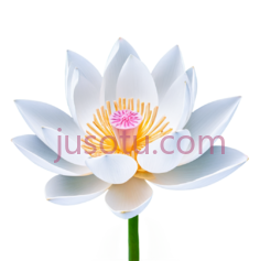 莲花,卡通,白色PNG