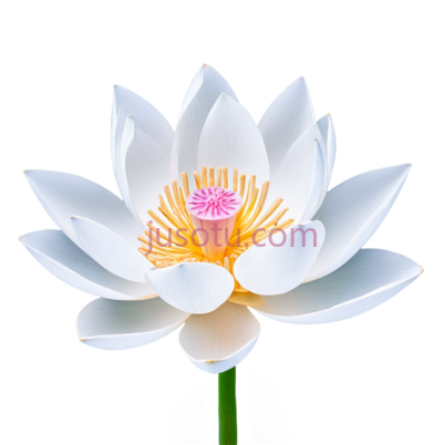 莲花,卡通,白色, PNG