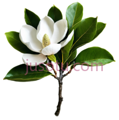 木兰花,自然,白色,绿色PNG