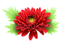 红色,菊花,花瓣, PNG