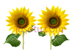 向日葵,鲜艳PNG