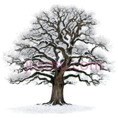 橡树,雪PNG