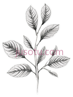 植物纹身, PNG