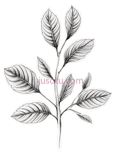 植物纹身, PNG