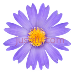 紫菀PNG