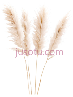 米色,蒲苇PNG