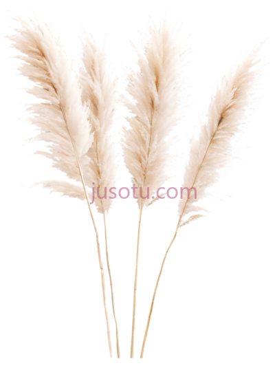 米色,蒲苇, PNG