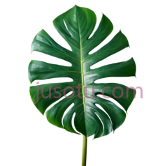 热带植物,分叶,绿萝PNG